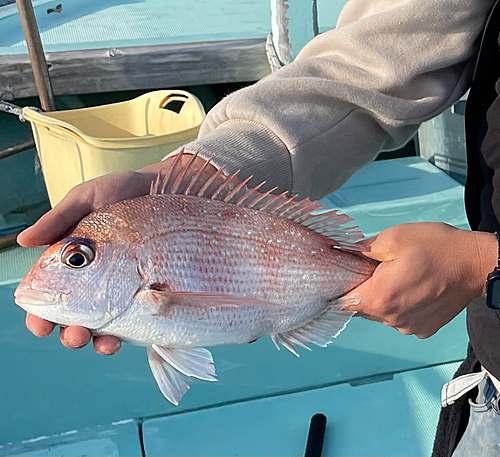 タイの釣果