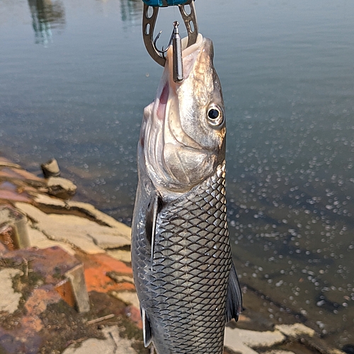 ニゴイの釣果