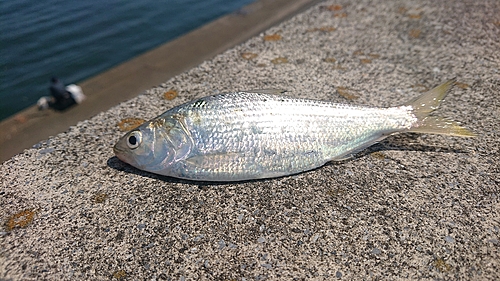 コハダの釣果