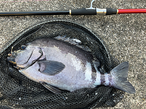 イシダイの釣果