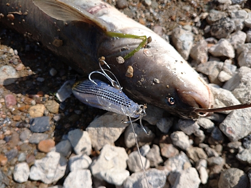 ナマズの釣果