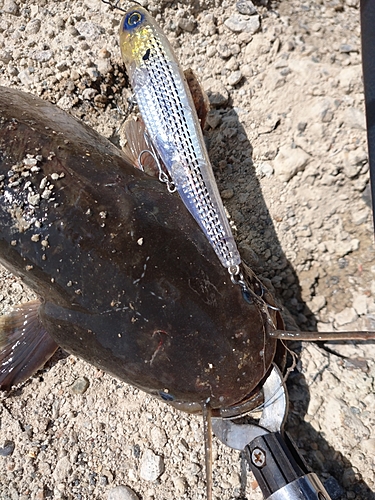 ナマズの釣果