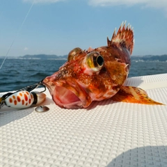 ウッカリカサゴの釣果