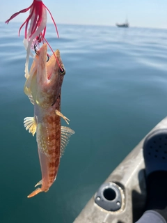 エソの釣果