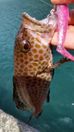 オオモンハタの釣果