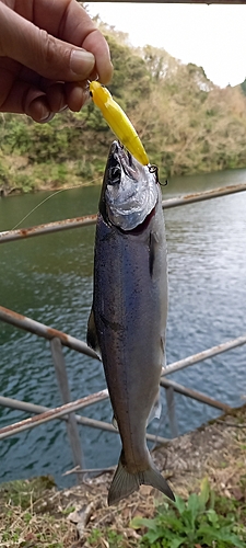 アマゴの釣果