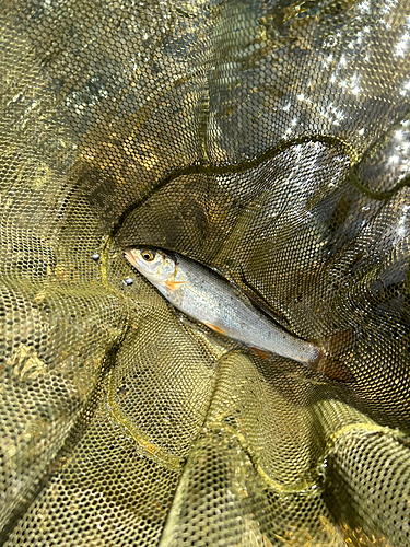 ウグイの釣果