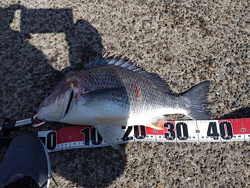 チヌの釣果