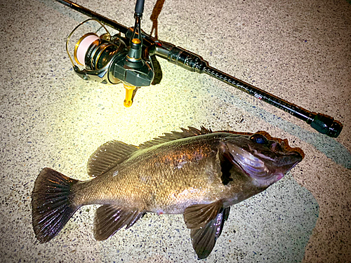 シロメバルの釣果