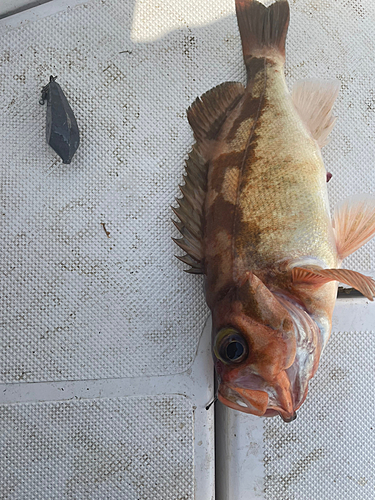 ウスメバルの釣果