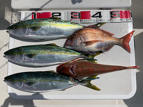 マダイの釣果