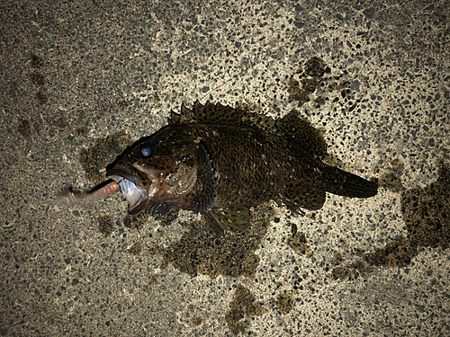 オウゴンムラソイの釣果