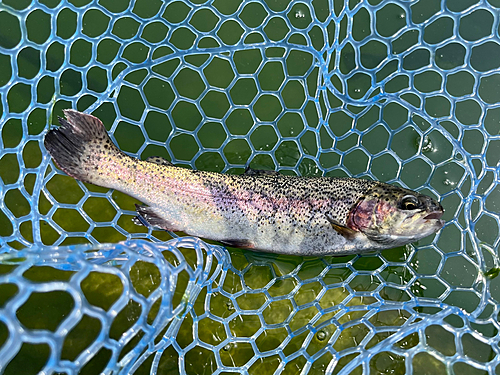 ニジマスの釣果