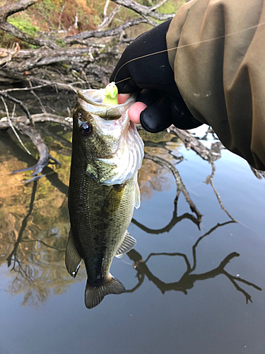 ラージマウスバスの釣果