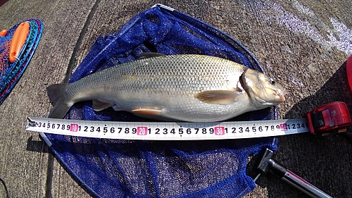 ウグイの釣果