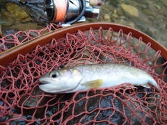 イワナの釣果