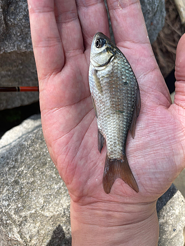 マブナの釣果