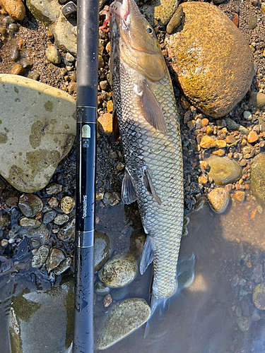 ニゴイの釣果