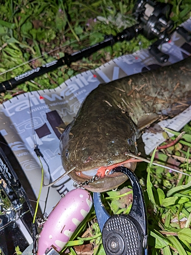 ナマズの釣果