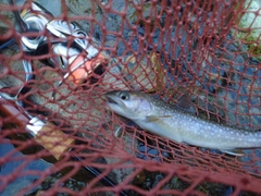 イワナの釣果