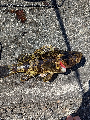 タケノコメバルの釣果