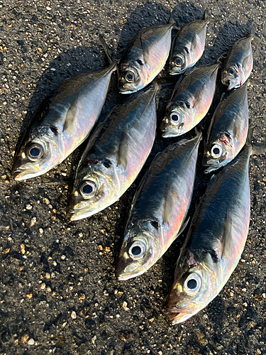 アジの釣果