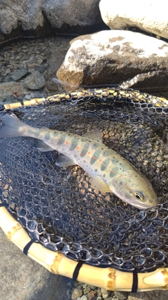 アマゴの釣果