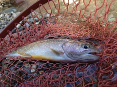 イワナの釣果