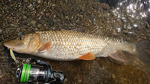 ニゴイの釣果