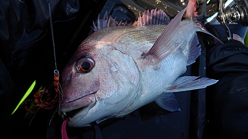 マダイの釣果