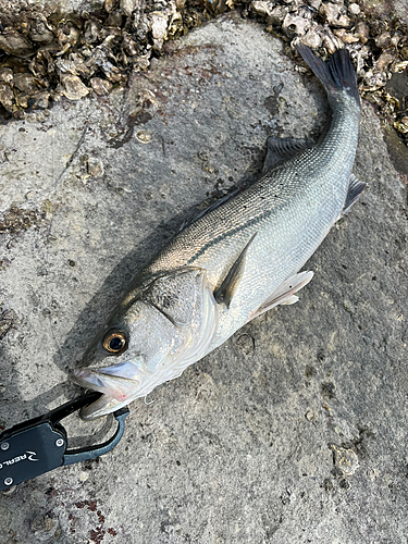 フッコ（タイリクスズキ）の釣果