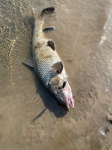 ニゴイの釣果