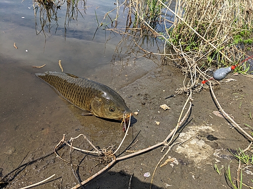 コイの釣果