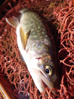 イワナの釣果