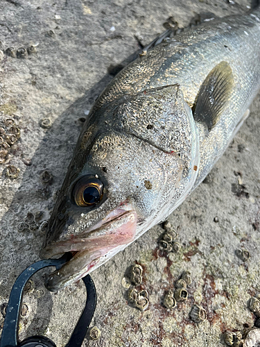 フッコ（タイリクスズキ）の釣果