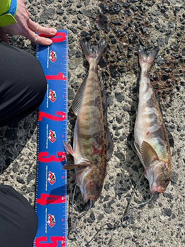 ホッケの釣果