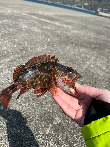 カサゴの釣果