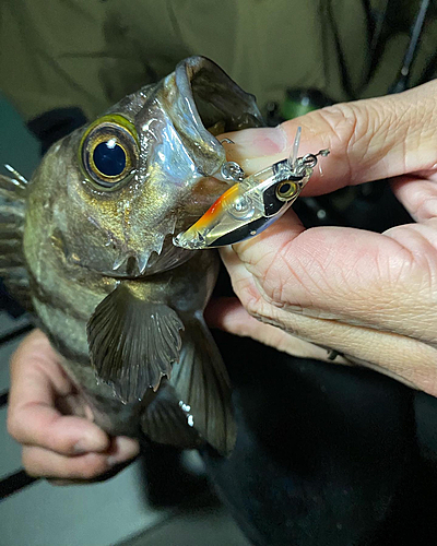 メバルの釣果