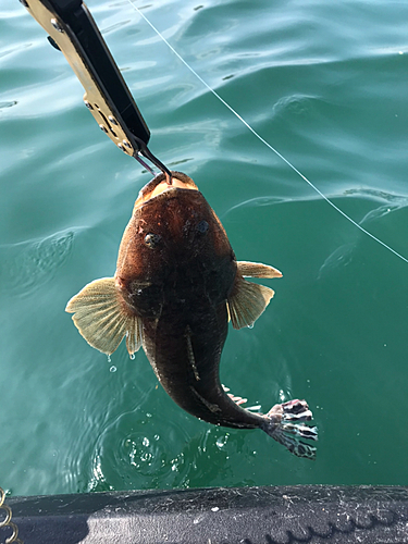 マゴチの釣果