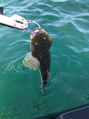 マゴチの釣果