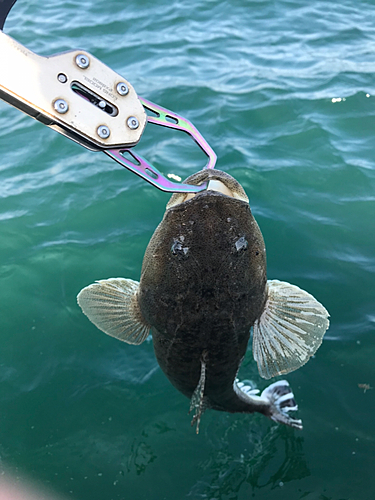 マゴチの釣果