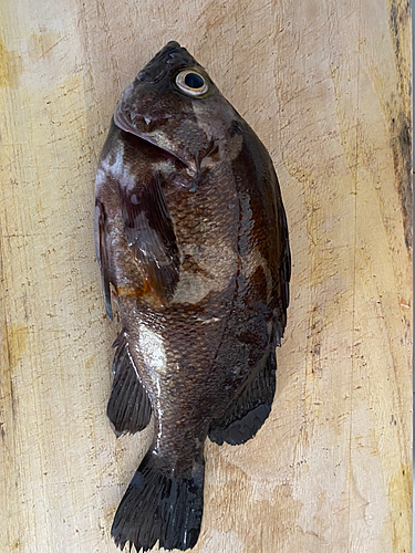 メバルの釣果