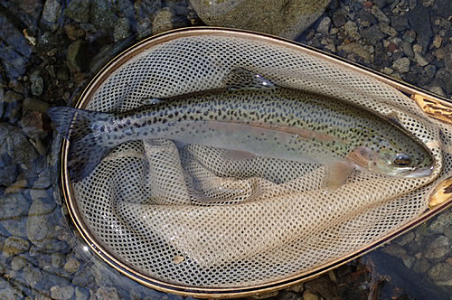 ニジマスの釣果