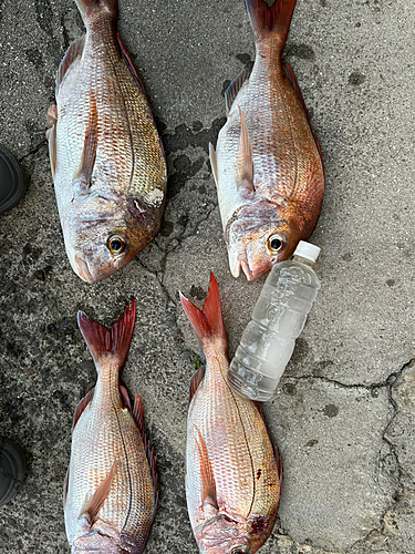 タイの釣果