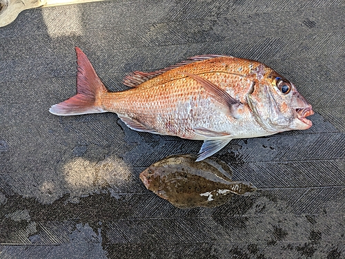 マダイの釣果