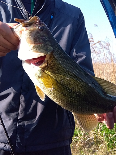 ラージマウスバスの釣果