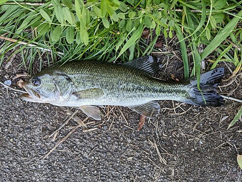 ブラックバスの釣果