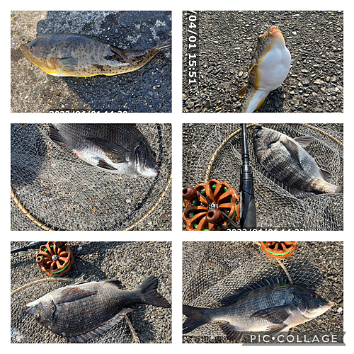 クロダイの釣果