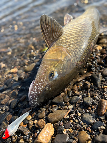 ニゴイの釣果