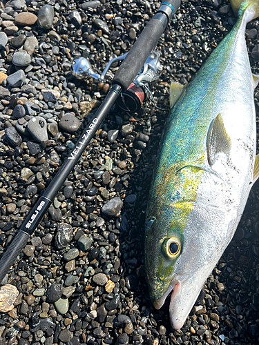 ワラサの釣果